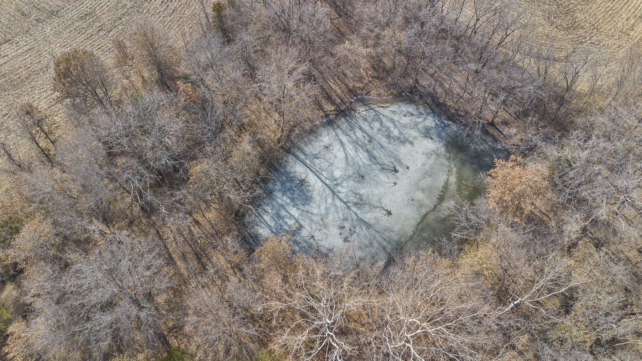 Wooded pocket and pond on the property